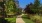 a path in a yard with trees and grass